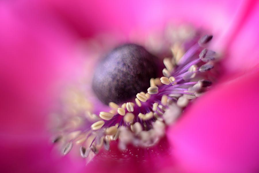 Flowers Still Life Photograph - Anemone by Mark Johnson