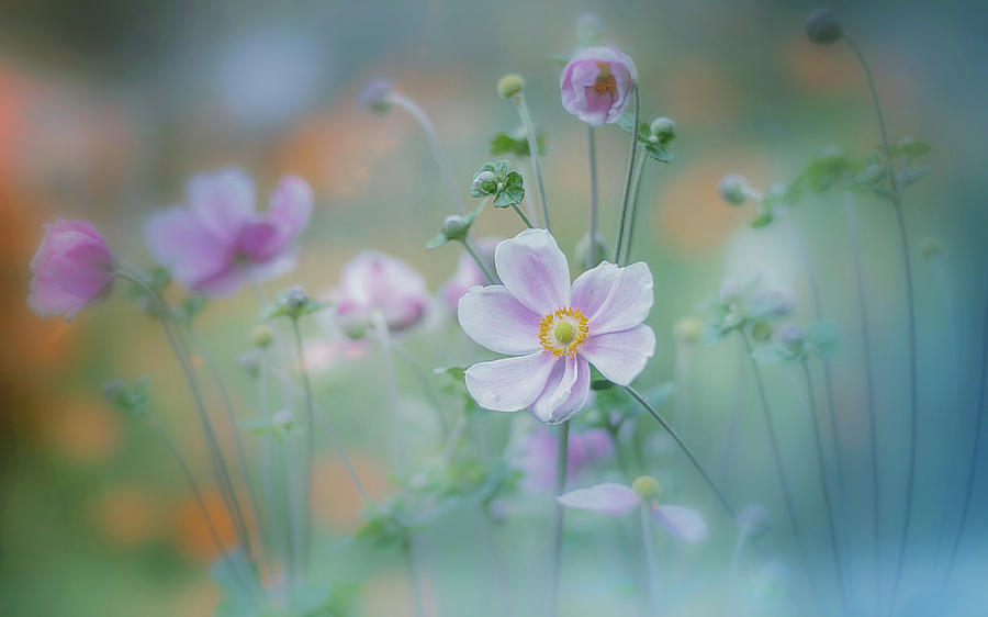 Anemone Photograph by Miyako Koumura