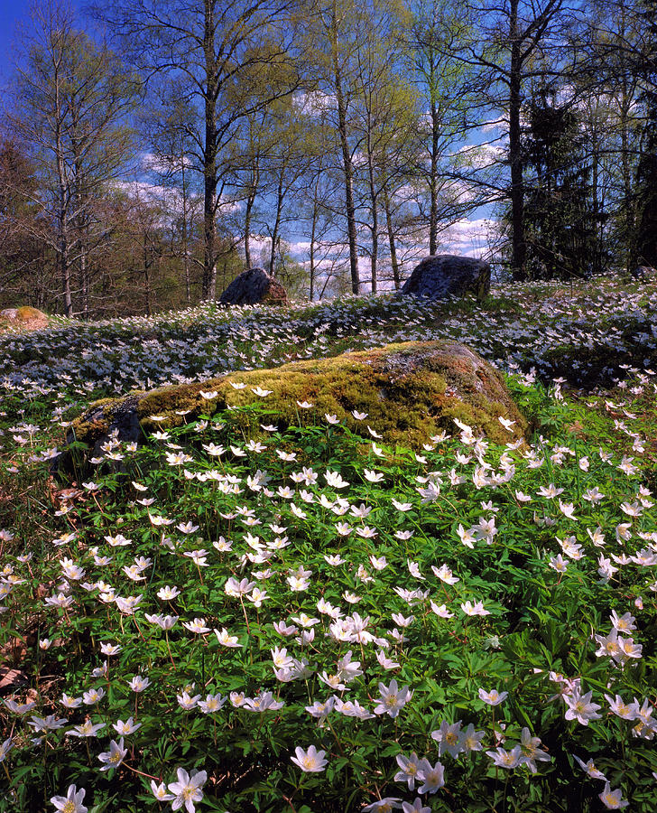 Nature Photograph - Anemone Nemorosa. by Bjorn Svensson/science Photo Library