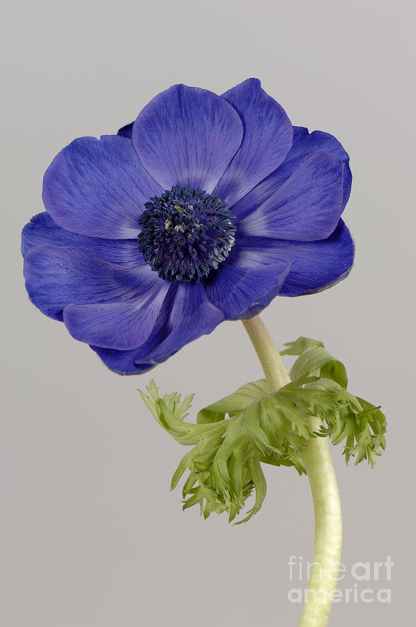 Flowers Still Life Photograph - Anemone by Nigel Cattlin