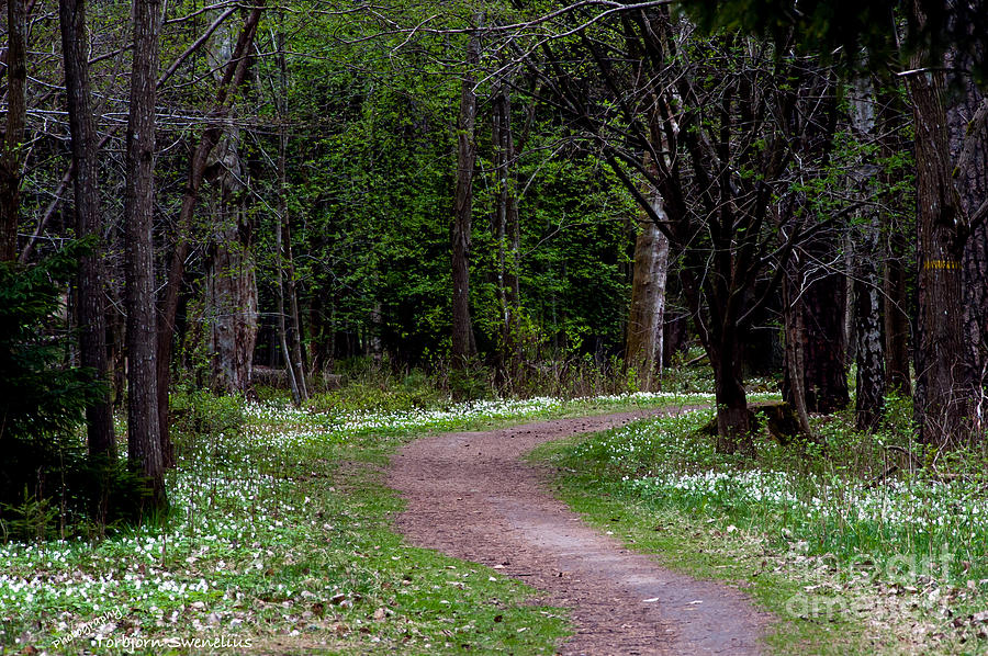 Anemone Path Photograph by Torbjorn Swenelius