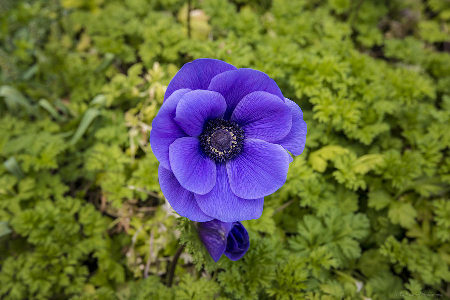Anemone Photograph by Phil Abrams