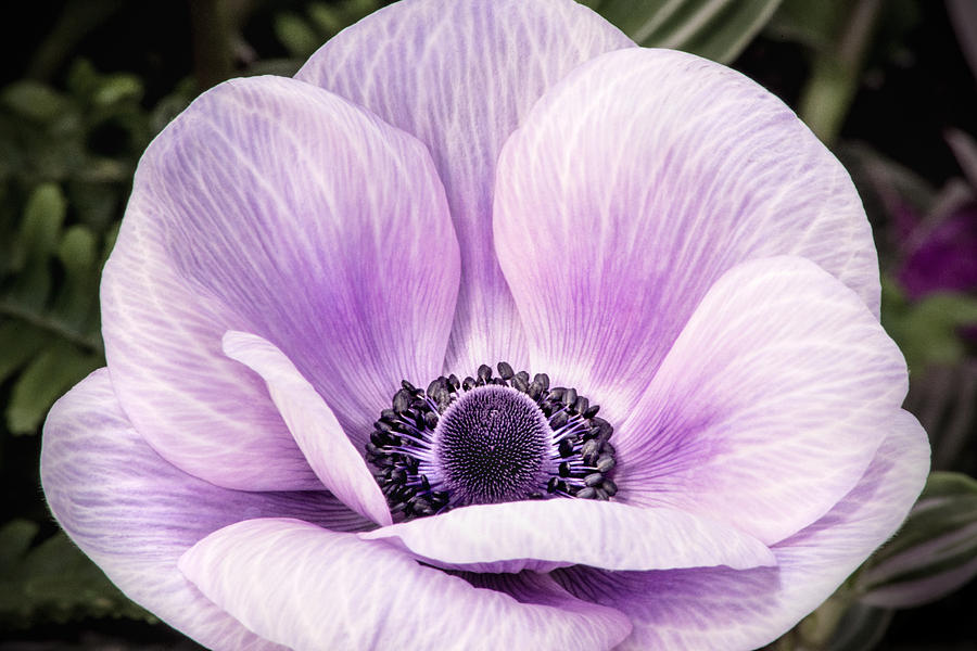 Anemone-Purple Photograph by Don Johnson