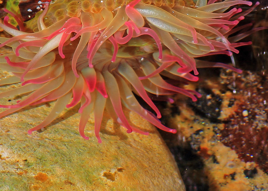 Anemone Photograph by Randy Hall