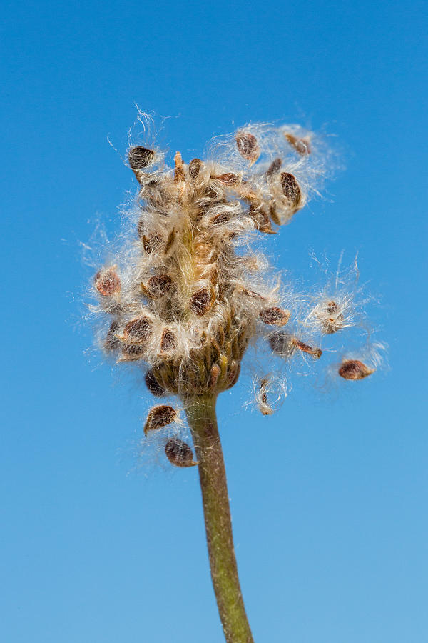 Anemone Shedding Seeds Photograph by Steven Schwartzman
