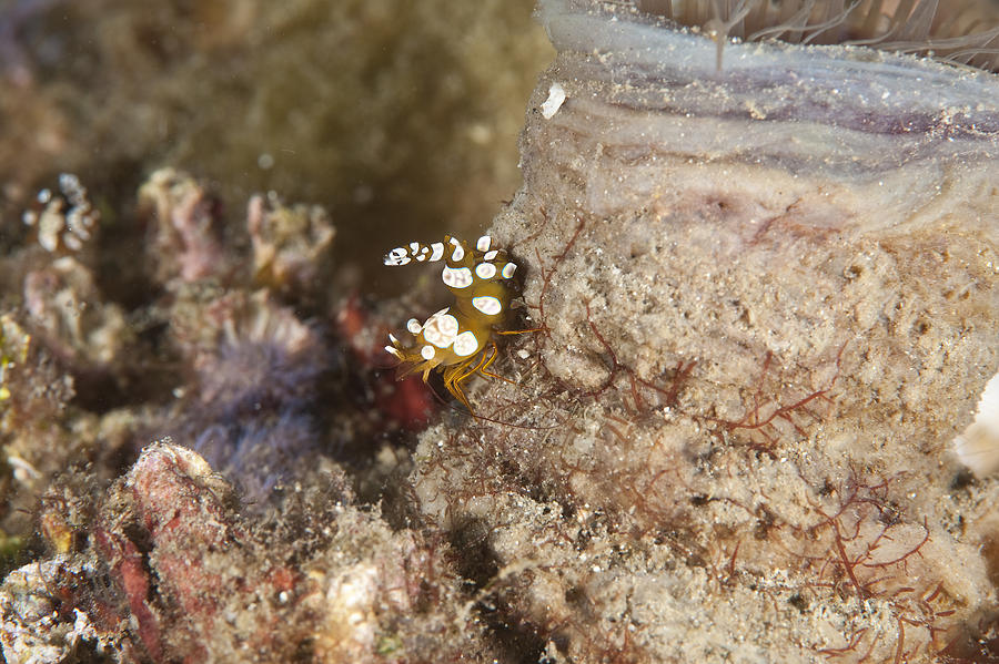 Anemone Shrimp Photograph by Andrew J. Martinez - Fine Art America