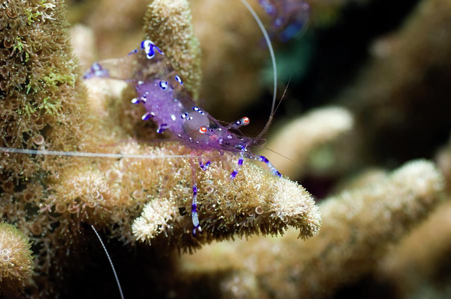 Anemone Shrimp On Anemone Photograph by Georgette Douwma