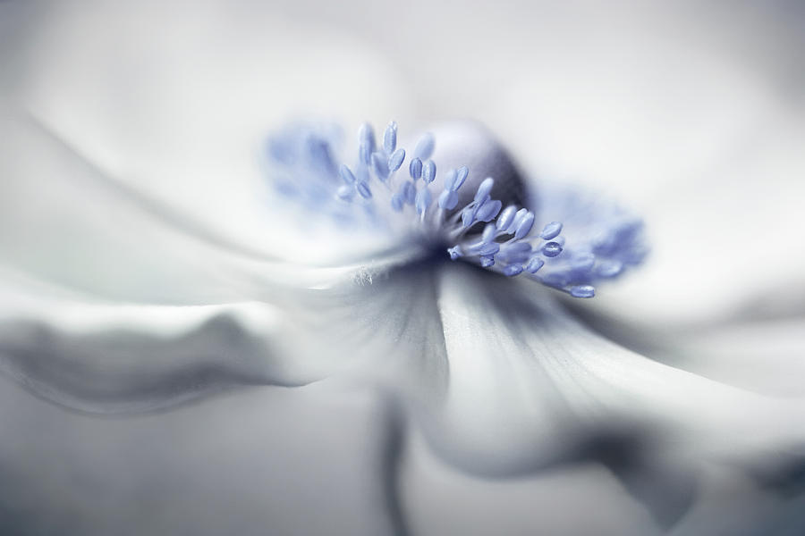 Anemone Photograph - Anemone Spirit by Mandy Disher