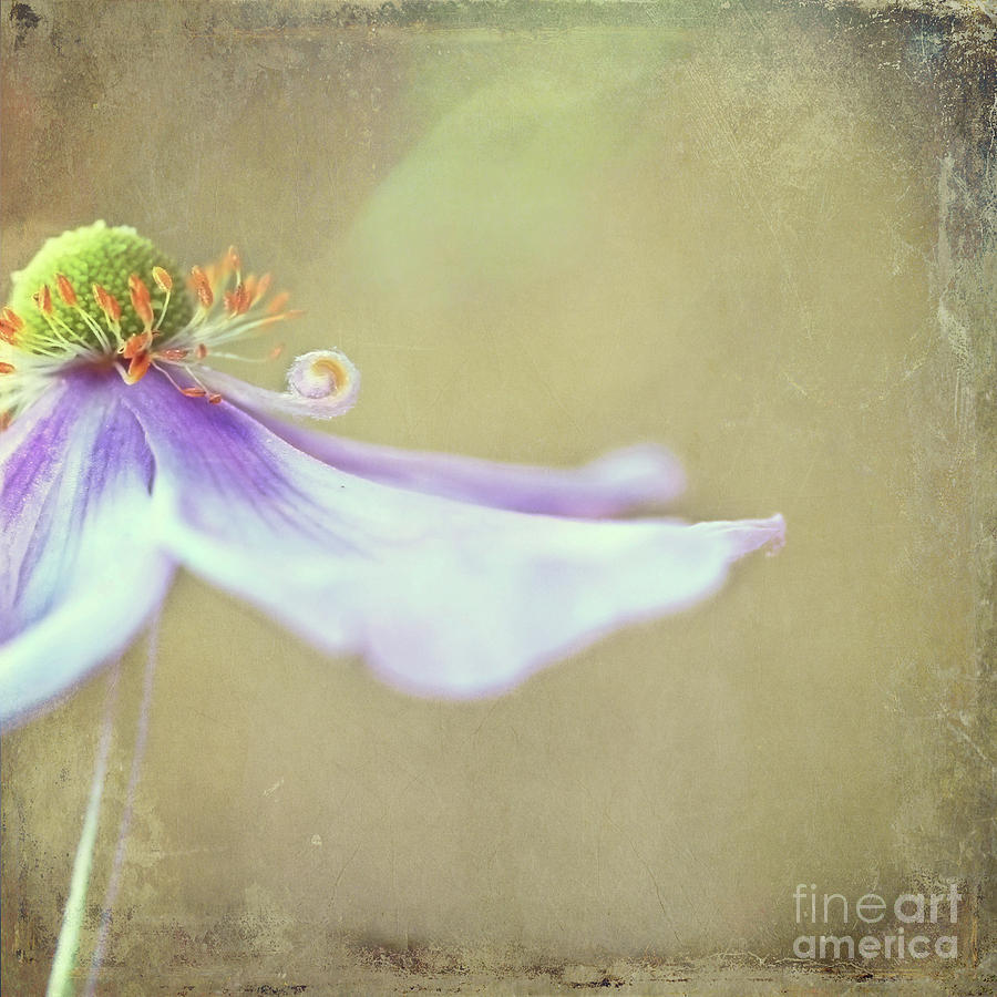 Anemone Photograph by Sylvia Cook