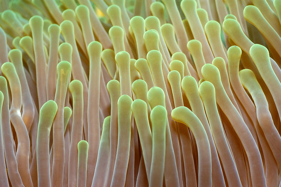 Anemone Tentacles Maldives Photograph by Malcolm Schuyl