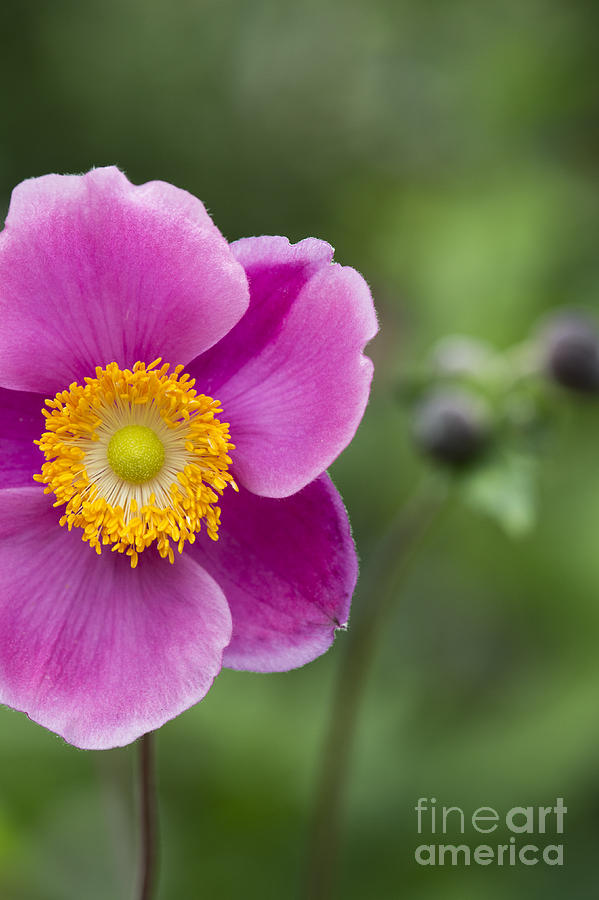 Flower Photograph - Anemone by Tim Gainey