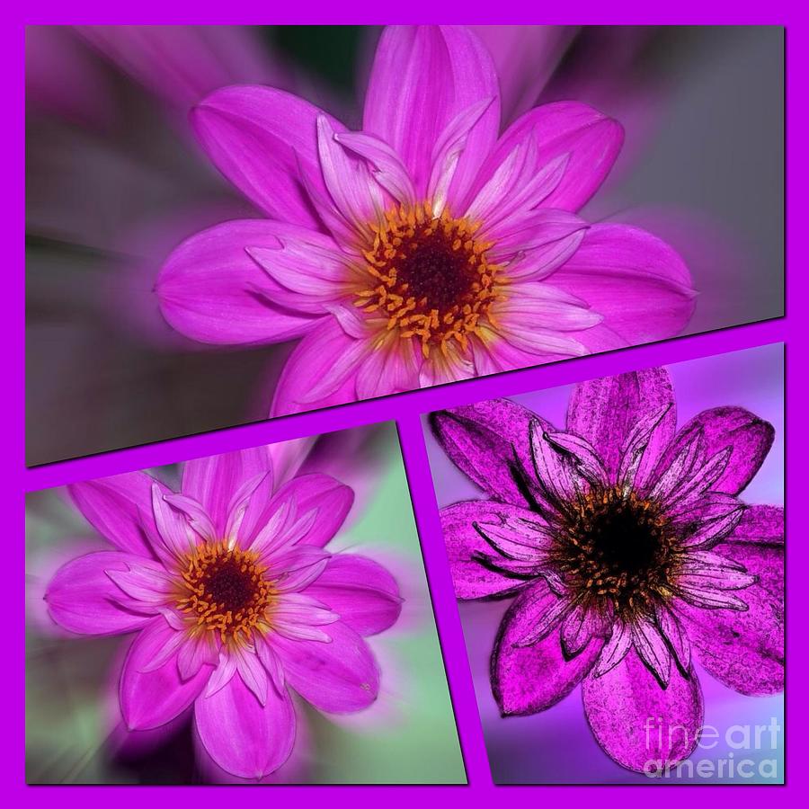 Anemone Trio  Photograph by Joan-Violet Stretch