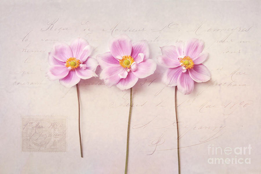 Still Life Photograph - Anemone Trio by Sylvia Cook