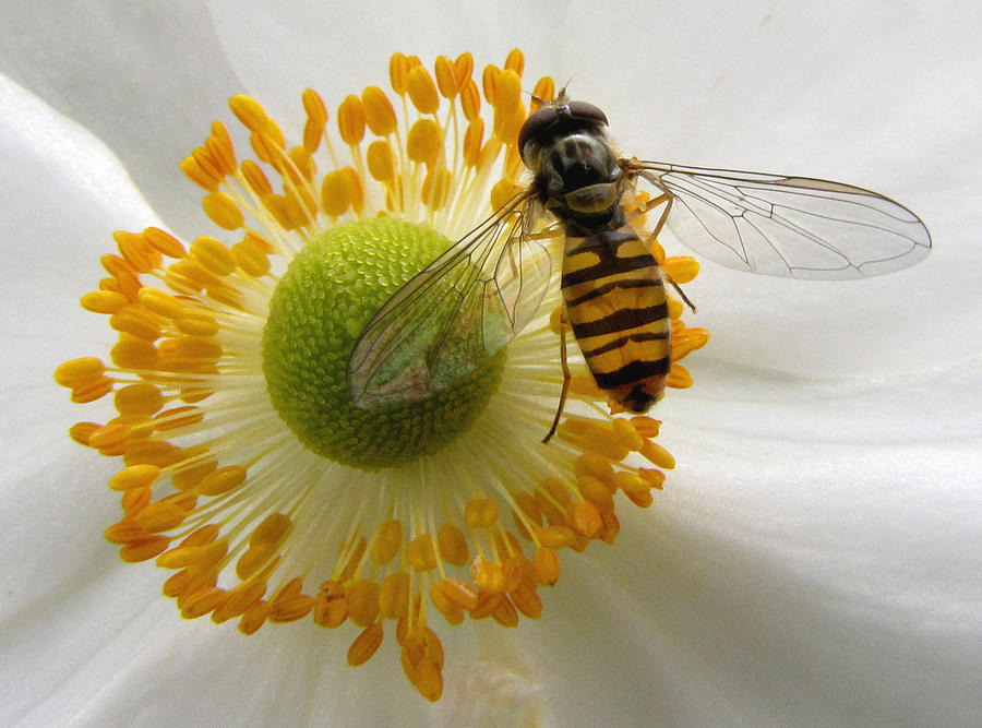 Flowers Still Life Photograph - Anemone with Visitor by Jacqi Elmslie