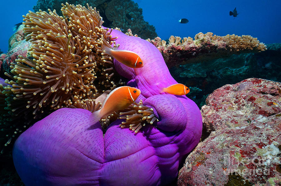 Anemonefish Photograph by Aaron Whittemore