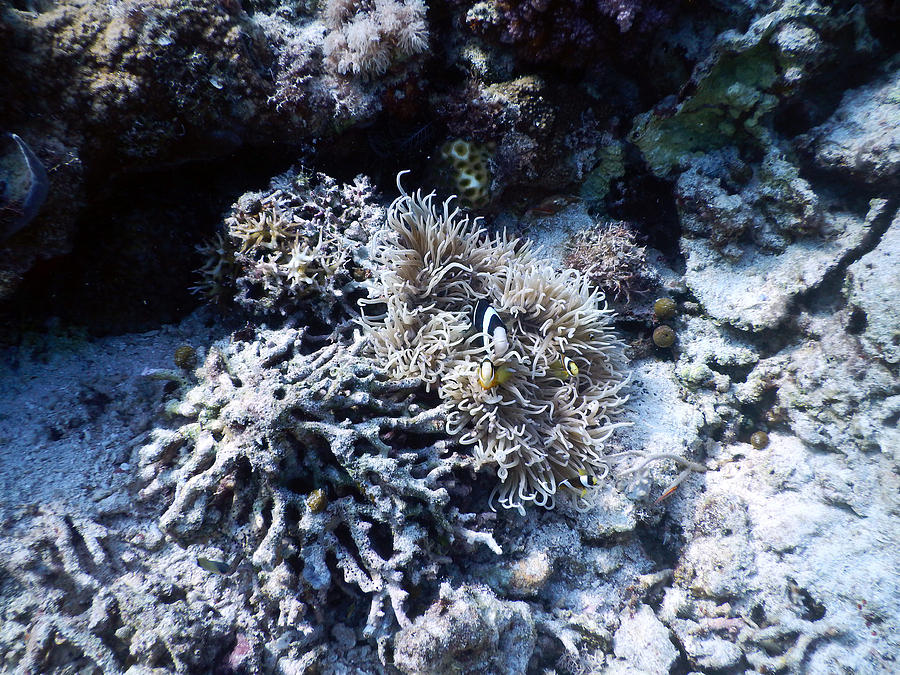 Anemonefish Photograph by Carleton Ray