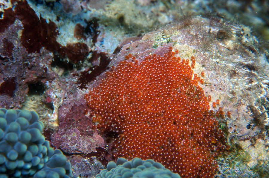 Anemonefish Eggs Photograph by Newman & Flowers