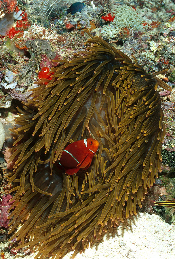 Anemonefish With Anemone Photograph by FREDERICK R McCONNAUGHEY