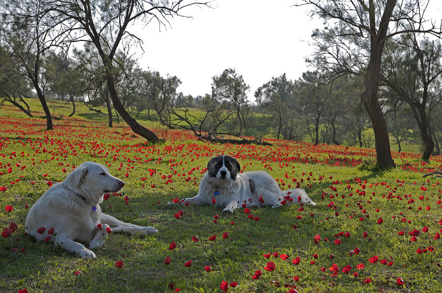 Anemones and Dogs at Ruchama forest Israel Photograph by Dubi Roman
