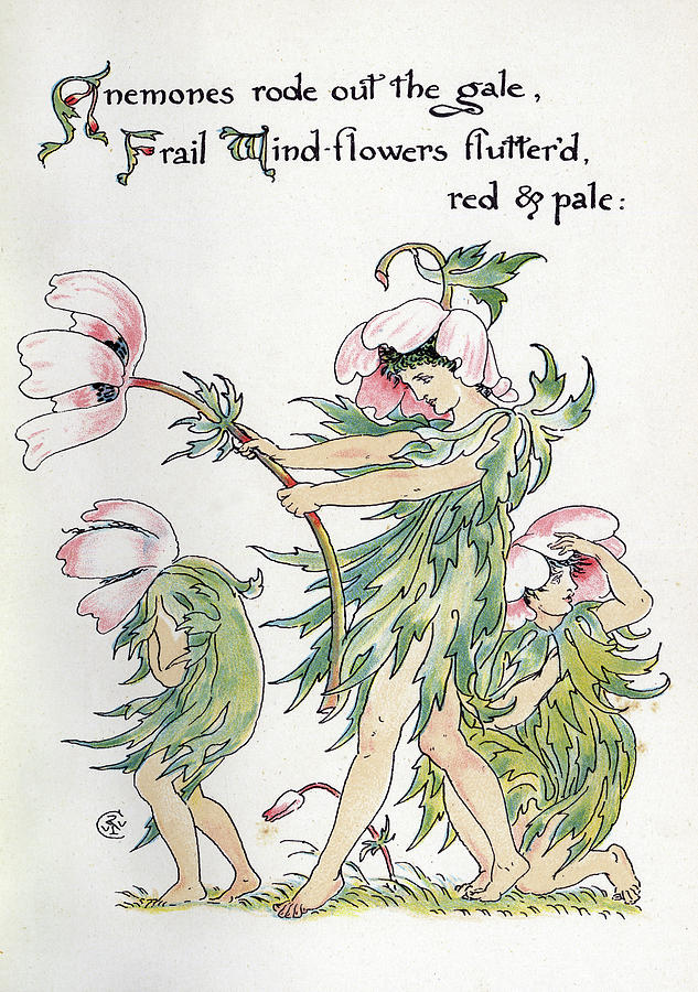 Anemones Rode Out The Gale, Frail Drawing by Mary Evans Picture Library