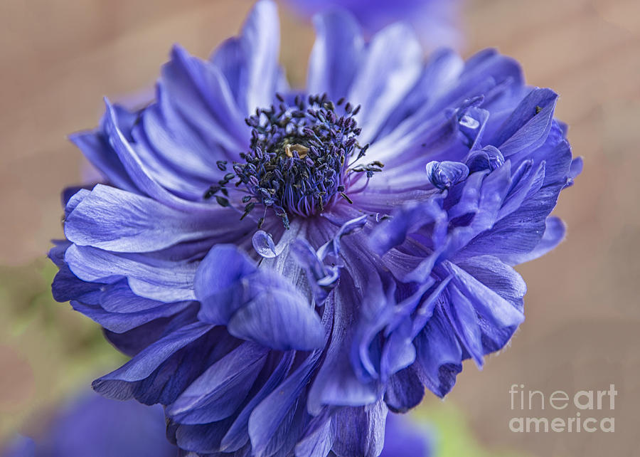 Anemone Blues I Photograph by Terry Rowe