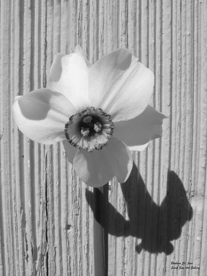 Angel Eyes Narcissus Photograph by Barbara St Jean