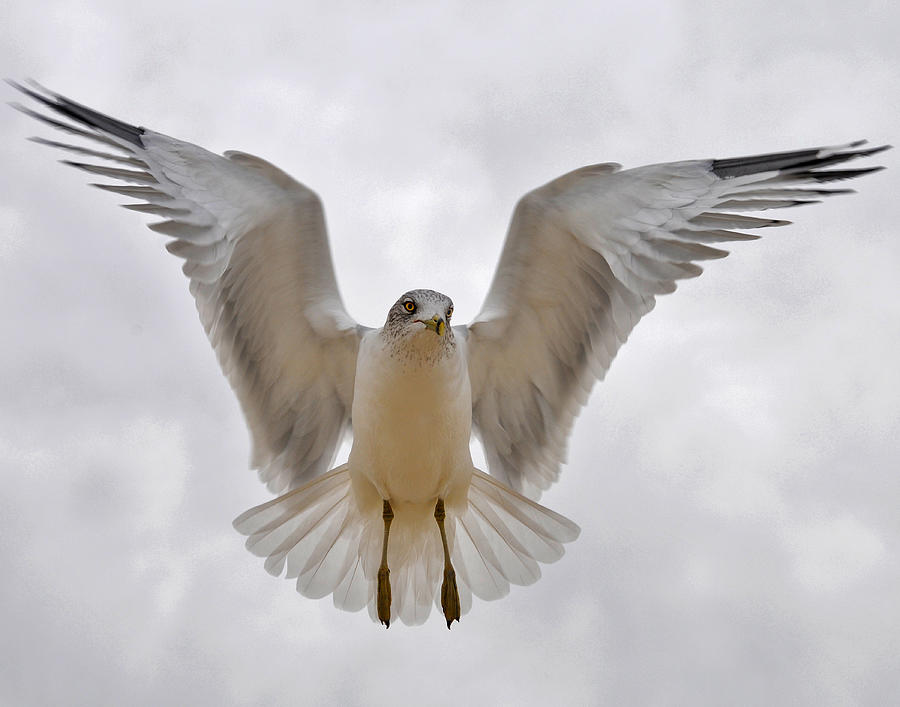 Angel in Flight Photograph by JoAnn Lense