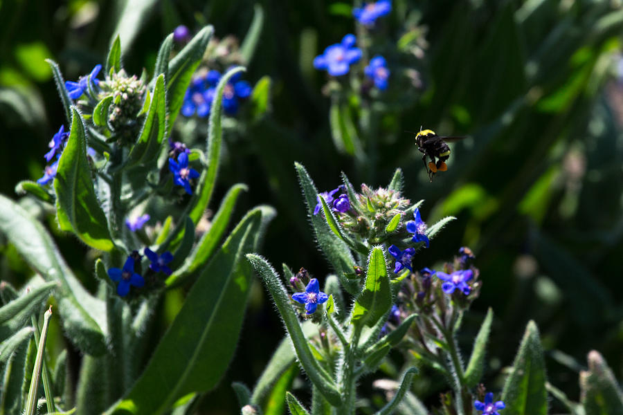 Angel Island Bee Photograph by John Daly