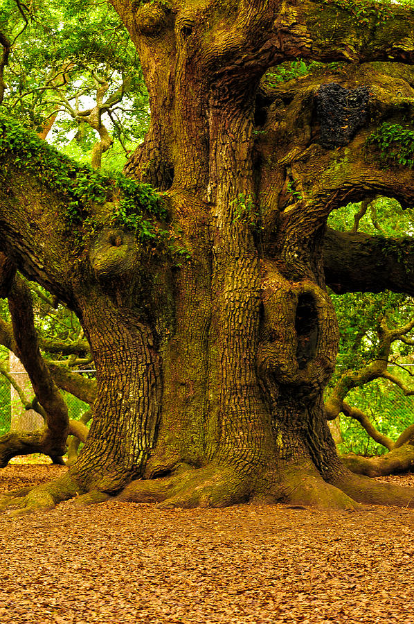 Mystical Angel Oak Tree Art Print by Louis Dallara - Pixels