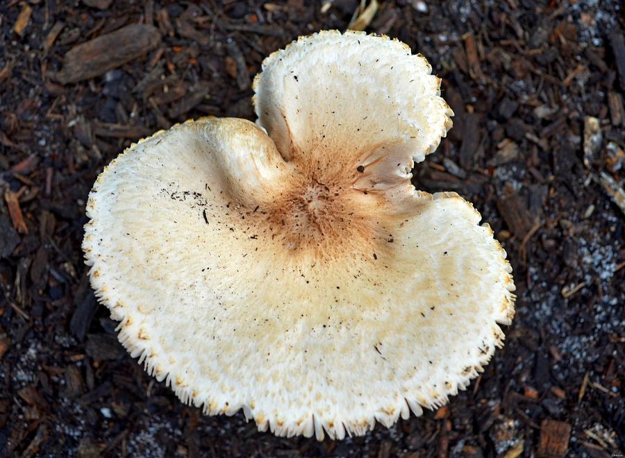 Mushroom Photograph - Angel Mushroom by Jeff at JSJ Photography