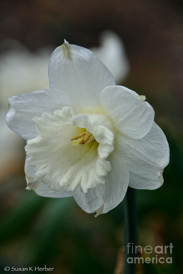 Angel Narcissus Photograph by Susan Herber