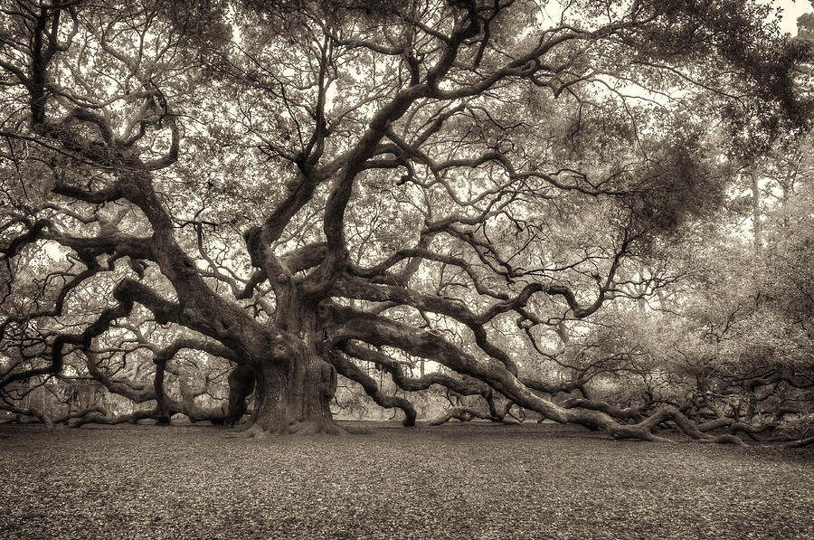 Angel Oak - Sepia Photograph by Joye Ardyn Durham