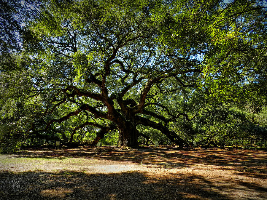 Nature Photograph - Angel Oak 001 by Lance Vaughn