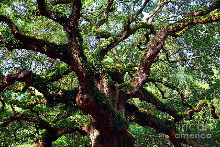 Tree Photograph - Angel Oak by Anne Marie Corbett
