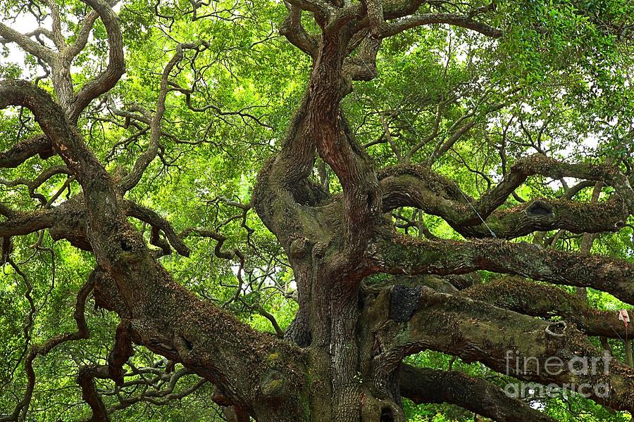 Angel Oak Branches Photograph by Adam Jewell