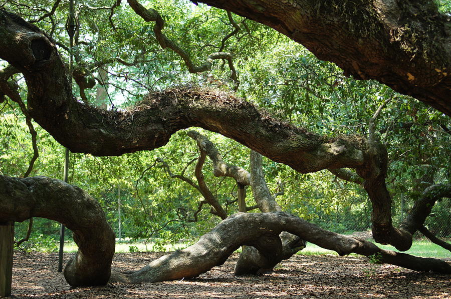 Angel Oak Branches Photograph