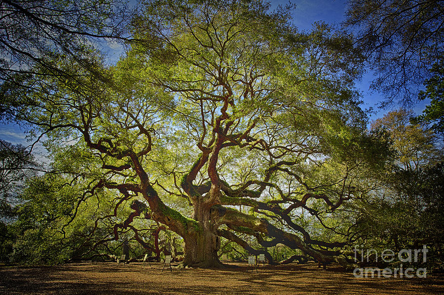 Angel Oak Photograph by Carrie Cranwill