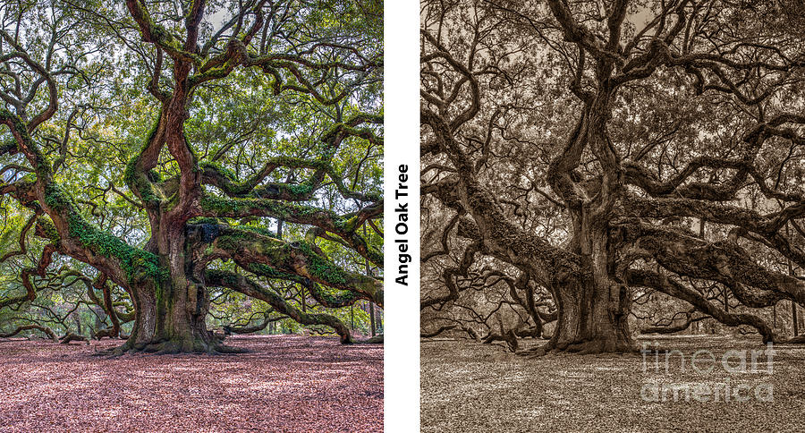 Angel Oak Diptych Photograph by Dale Powell