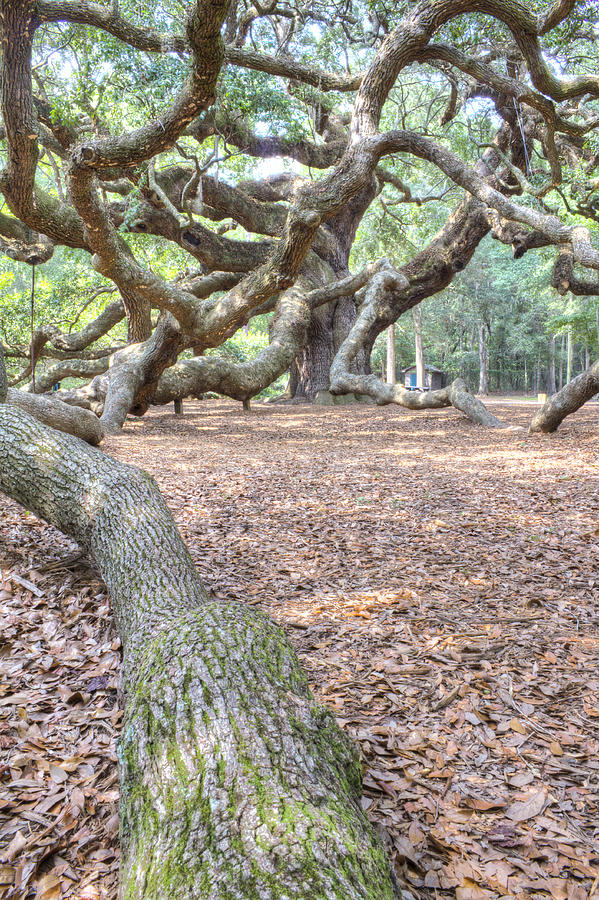 Tree Photograph - Angel Oak by Dustin K Ryan