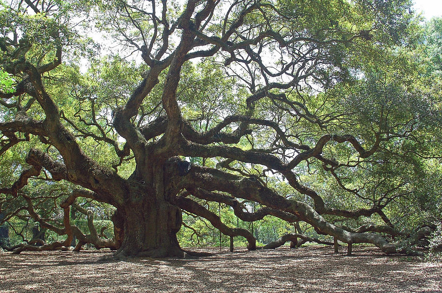 Nature Photograph - Angel Oak II by Suzanne Gaff