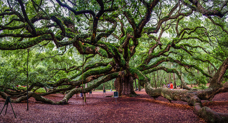 Angel Oak Photograph by Jeff Ortakales - Fine Art America