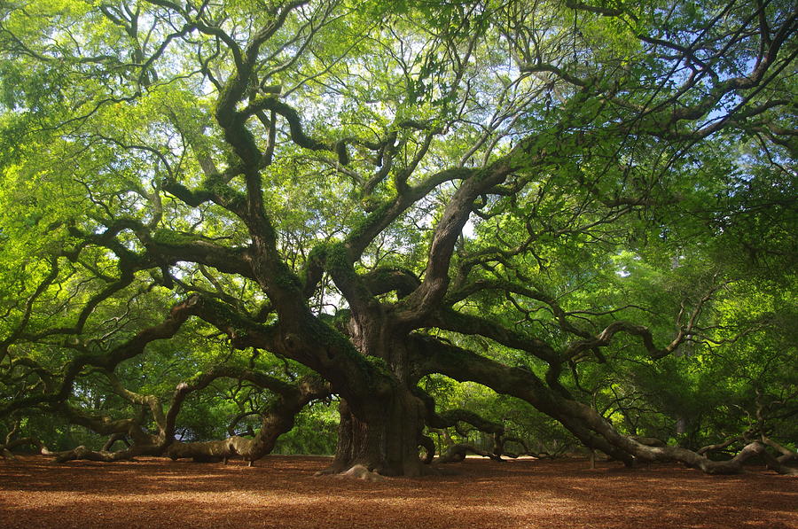 Angel Oak Photograph by Jf Halbrooks - Pixels