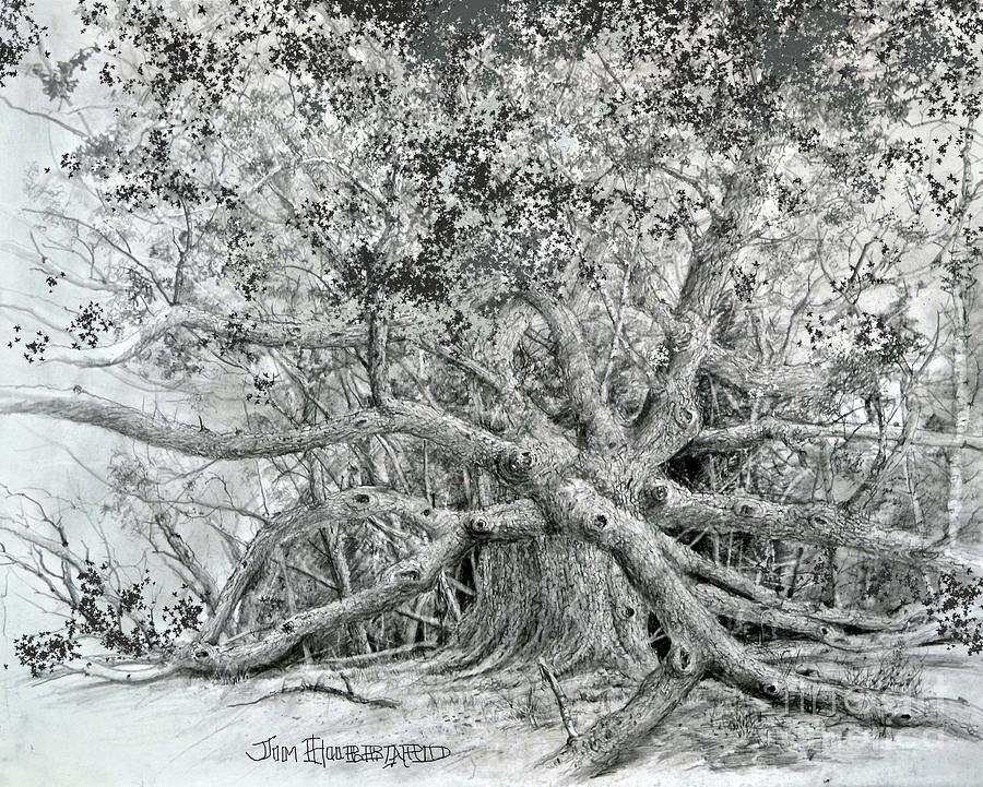 Angel Oak Drawing By Jim Hubbard