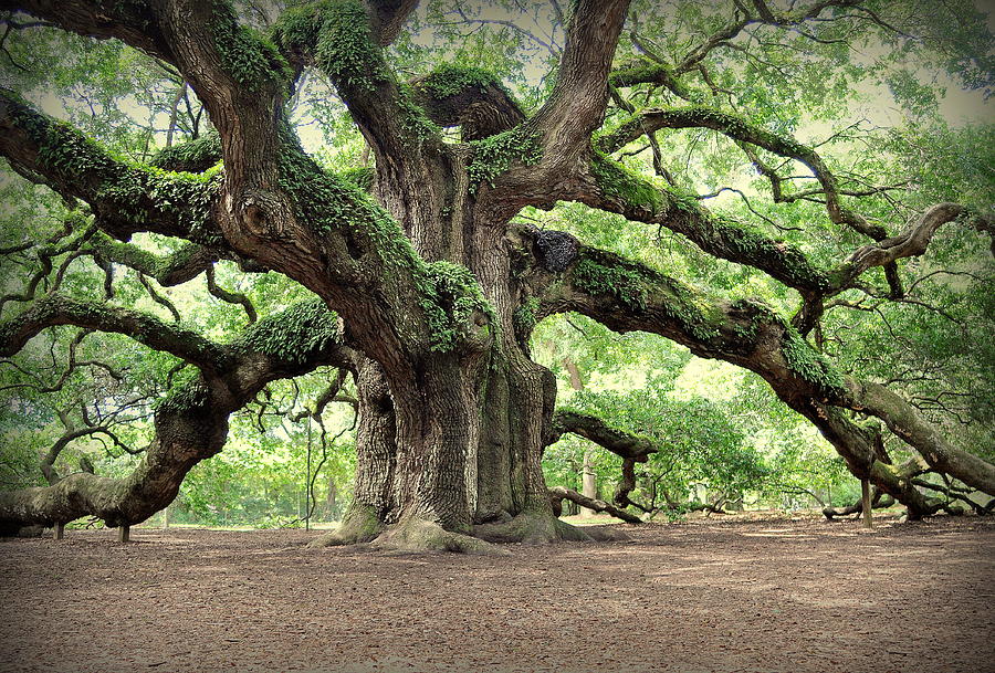 Angel Oak Photograph By John Laukaitis - Pixels