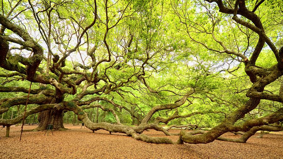 Angel Oak - Johns Island Photograph by Eric Haggart