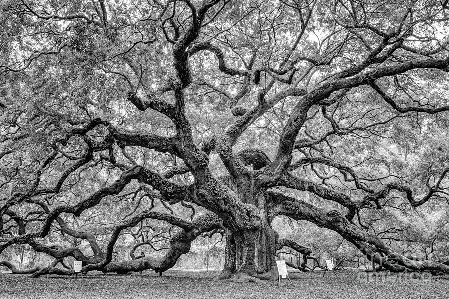 Black And White Photograph - Angel Oak Johns Island South Carolina by Dawna Moore Photography