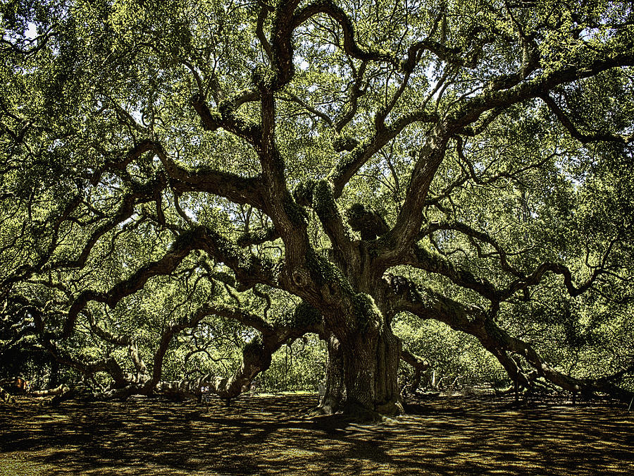 Angel Oak Photograph by Kevin Senter