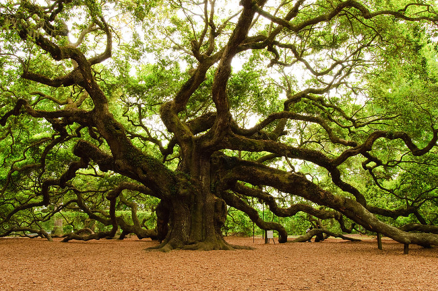 Angel Oak Tree 2009 Photograph