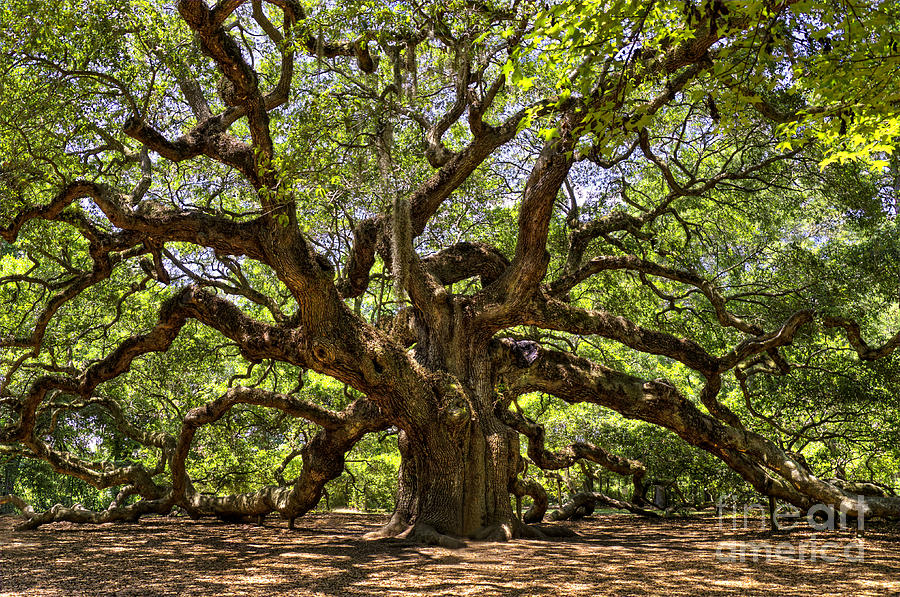 Angel Oak Tree Photograph by Cathy Alba