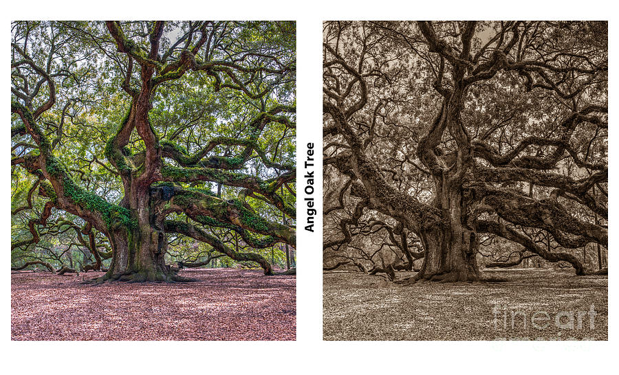 Angel Oak Tree Double Photograph by Dale Powell